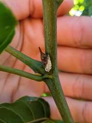 Aconophora compressa