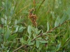 Salix myrtilloides