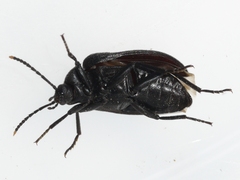 Penthe obliquata