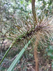 Carex erinacea