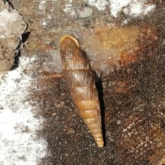 Alinda biplicata