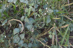 Strophostyles helvola