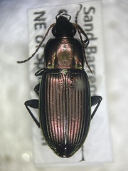 Poecilus chalcites