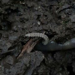 Propolydesmus germanicus