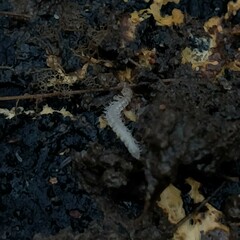 Propolydesmus germanicus