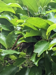 Deinacrida heteracantha