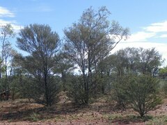 Acacia aneura