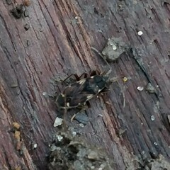 Eremocoris podagricus