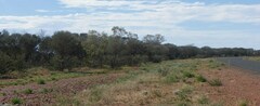 Acacia aneura