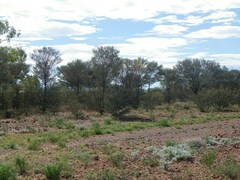 Acacia aneura