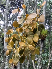 Dendrophthora clavata