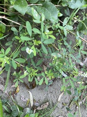 Trifolieae