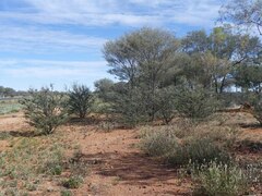 Acacia aneura