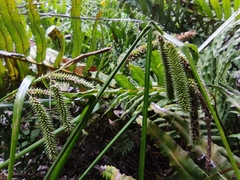 Carex multispicata