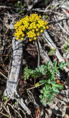 Lomatium parvifolium