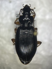Patrobus longicornis