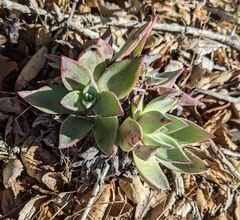 Dudleya