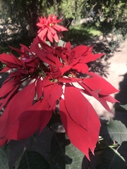 Euphorbia pulcherrima