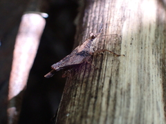 Otumba dentata