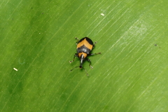 Anchylorhynchus variabilis