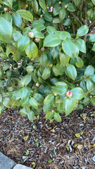 Camellia japonica