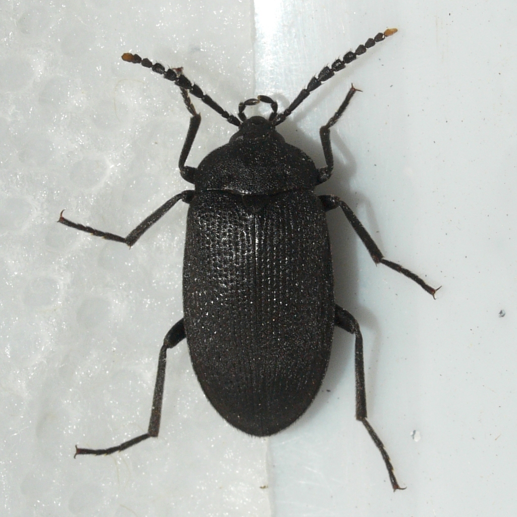Velvety Bark Beetle