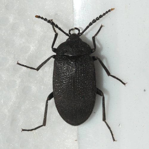 Velvety Bark Beetle