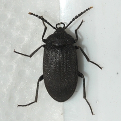 Penthe pimelia