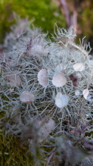 Usnea florida