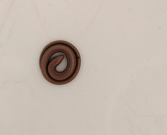 Ophiodes vertebralis