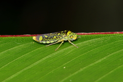 Aulacizes conspersa