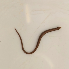 Ophiodes vertebralis