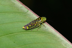 Aulacizes conspersa