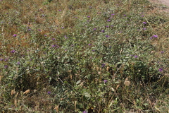 Bituminaria bituminosa