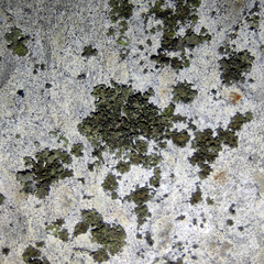 Phaeophyscia nigricans