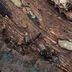 Alinda biplicata