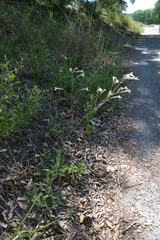 Silene italica