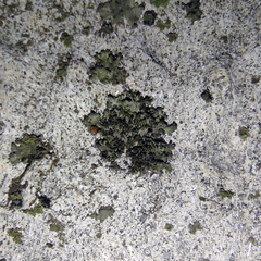 Phaeophyscia nigricans