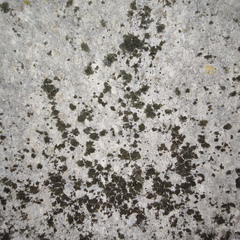 Phaeophyscia nigricans