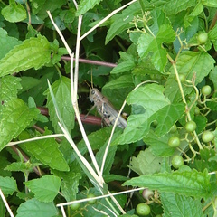 Melanoplus differentialis