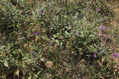 Bituminaria bituminosa