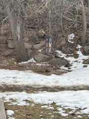 Sciurus niger rufiventer