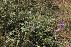 Bituminaria bituminosa