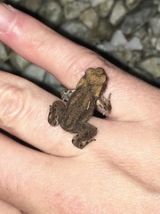 Bufo bufo