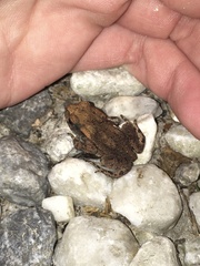 Bufo bufo