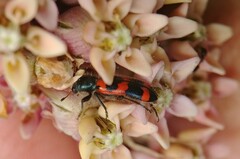 Trichodes nuttalli