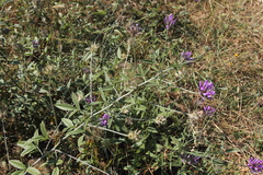 Bituminaria bituminosa