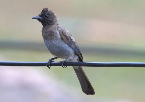 Common Bulbul