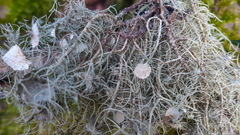 Usnea florida