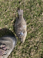 Oreochromis niloticus